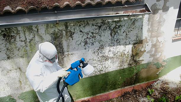 Top rated local Mold Remediation specialists in Hobart, WA